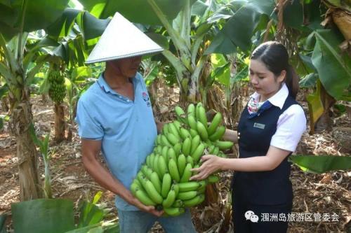 涠洲岛香蕉几月份成熟期
