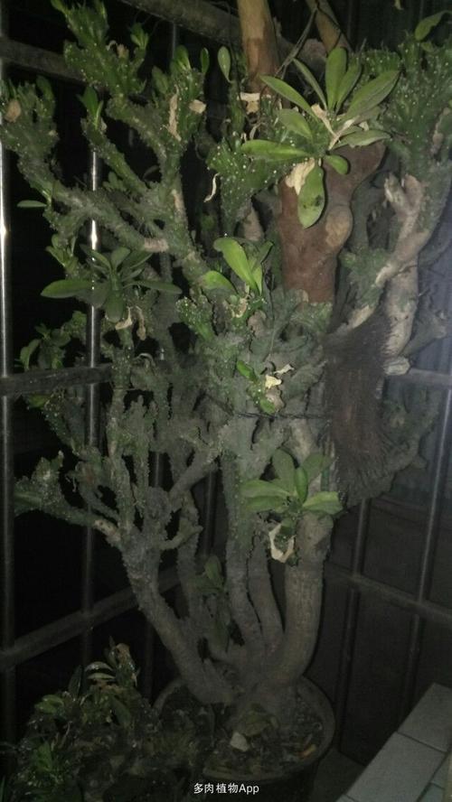 嫁接麒麟好养吗