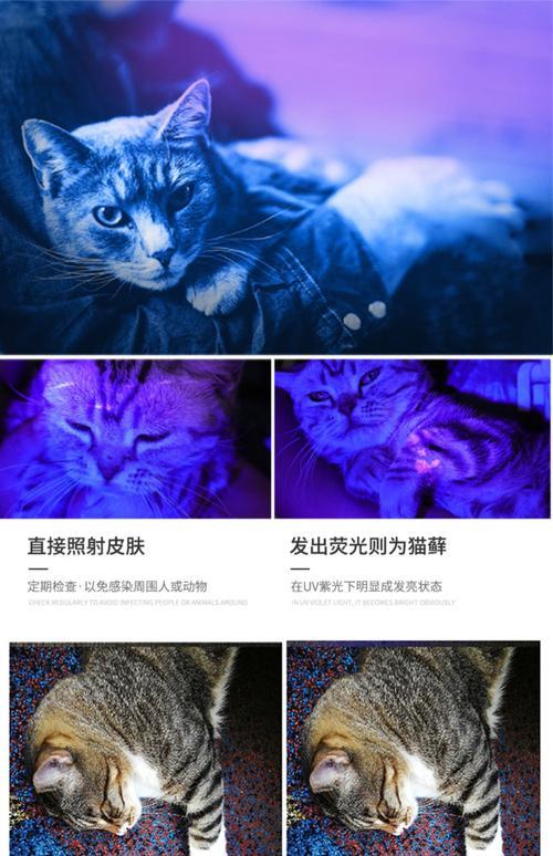 猫咪用灯照全身有荧光怎么办