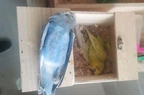 鹦鹉一天喂一次会饿死吗