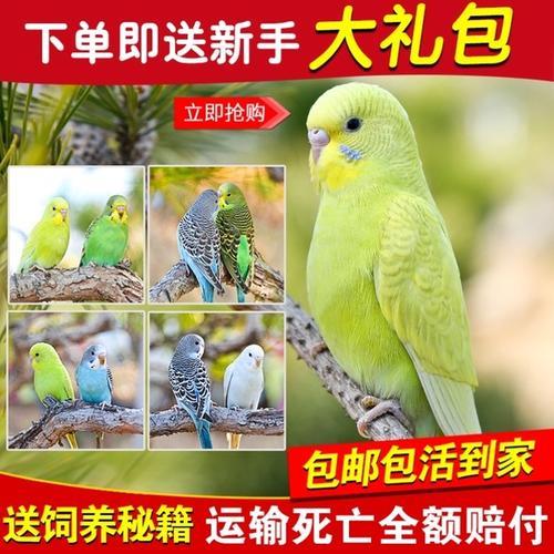 鹦鹉幼鸟快递几天没事