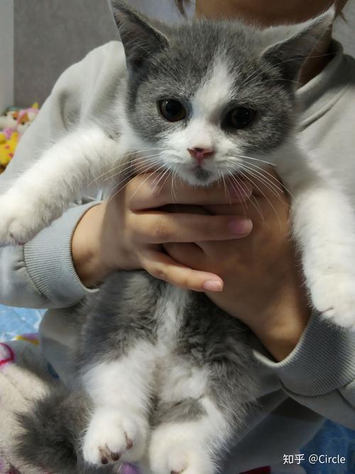 英短到家多久适应