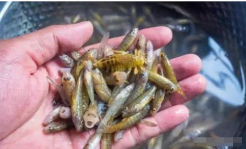 河里的鱼能在网笼里呆几天