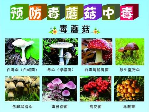 什么蘑菇最毒
