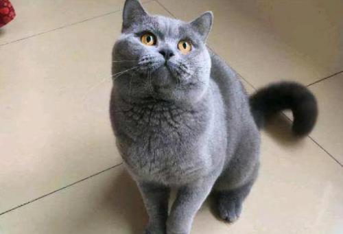 蓝猫是关笼子里养还是散养好