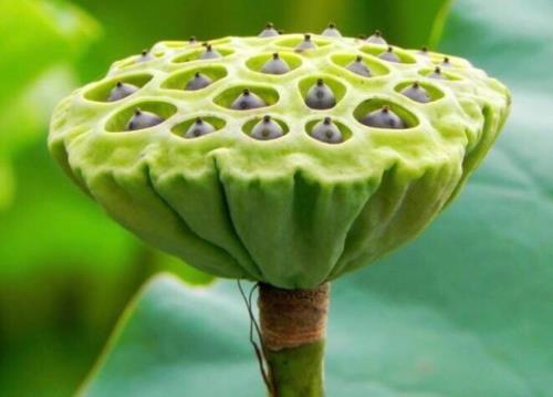 莲花开多久莲蓬可以摘