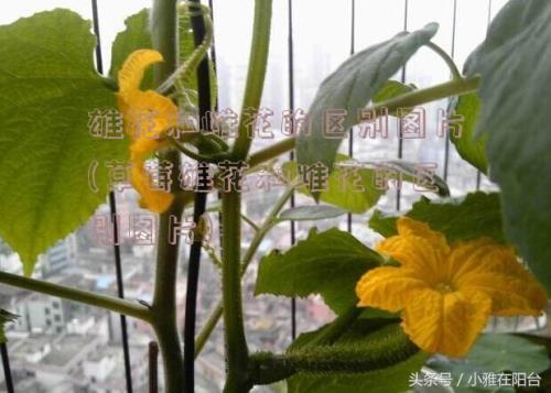花公花母什么意思