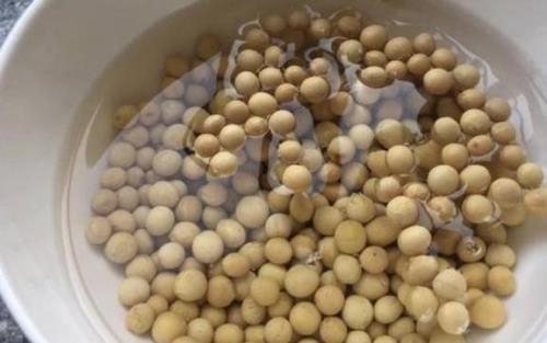 黄豆发酵多长时间可以浇花