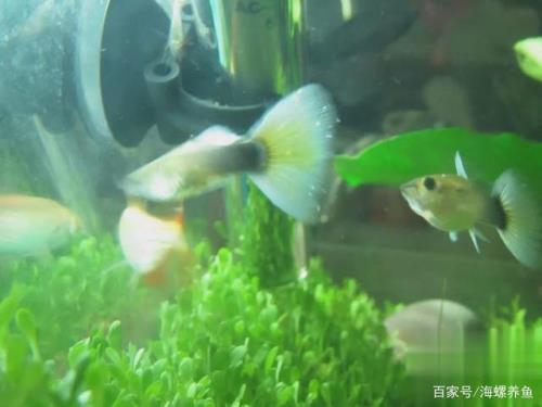 孔雀鱼白点升温多久掉落