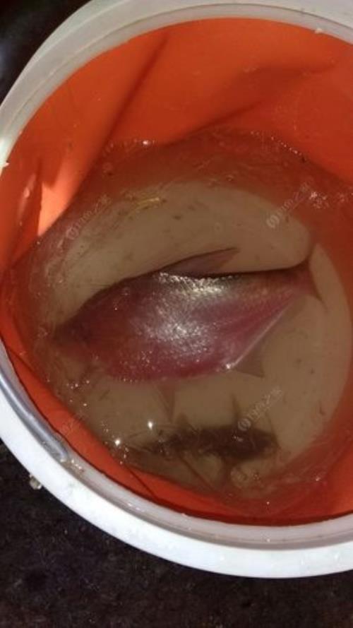 小红虫可以钓什么鱼