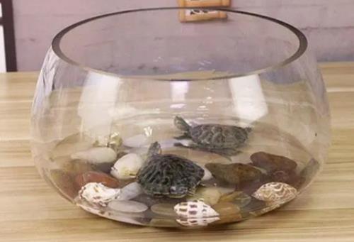 乌龟养在宿舍柜子里会闷死吗