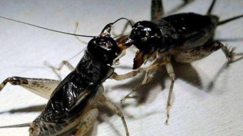 蟋蟀放瓶子里为什么一天后会死