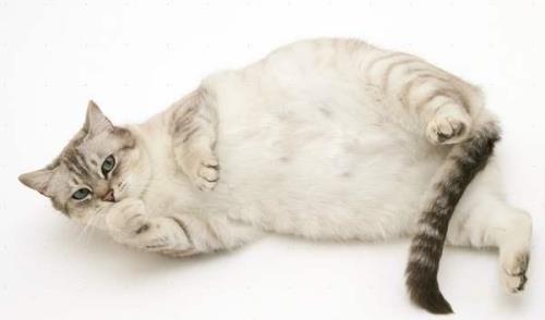 猫运动量过大的后果