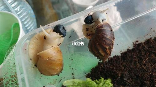 破了壳的白玉蜗牛一般能活几年
