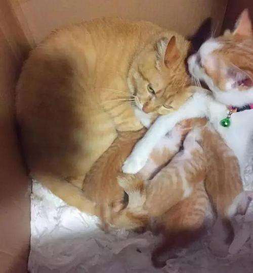 猫妈妈什么时候开始不藏孩子