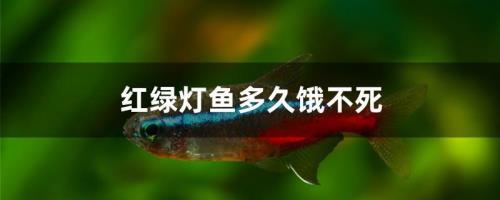 鱼怕撑还是怕饿