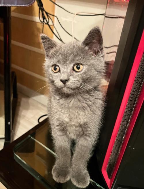 猫咪要蓝buff还是吸蓝刀