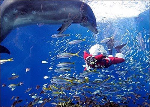 水族馆都是怎么喂食的