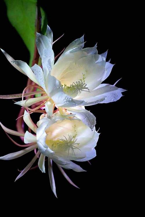 忘情花又叫什么花