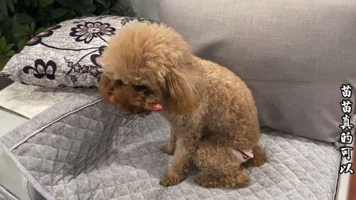 泰迪犬走走路就坐下是怎么了