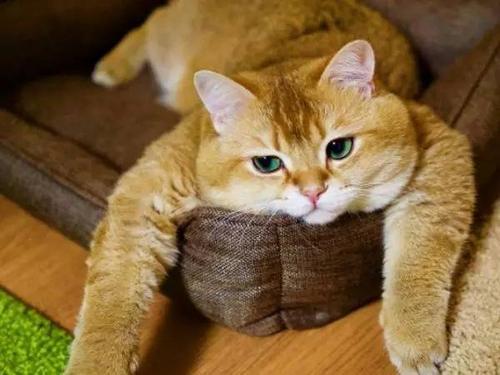 小猫过多长时间长成大猫