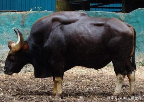 怎么计算牛的体重