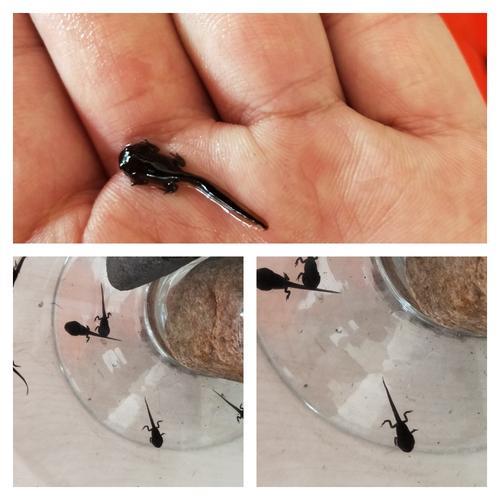 蝌蚪卵长的是什么样子的