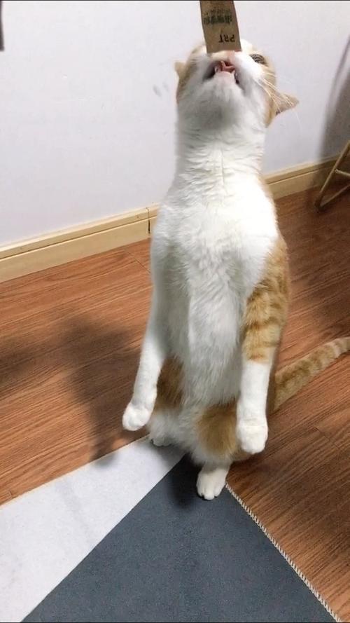 小猫出生多少天才能站起来跑