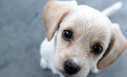 拉布拉多犬繁殖期几年