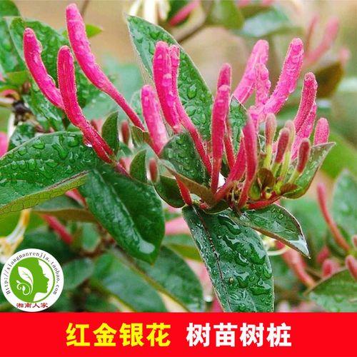 忍冬之树最高多少级