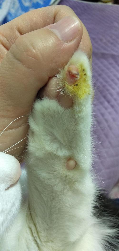 猫的伤口愈合能力比人强吗