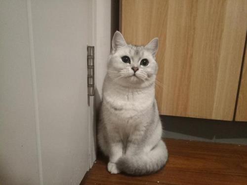英短母猫几个月开始发猫情