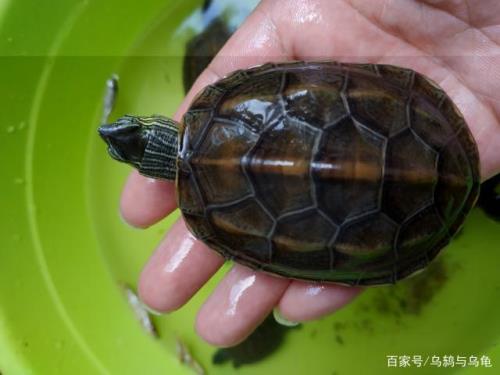 花龟在乌龟里的地位