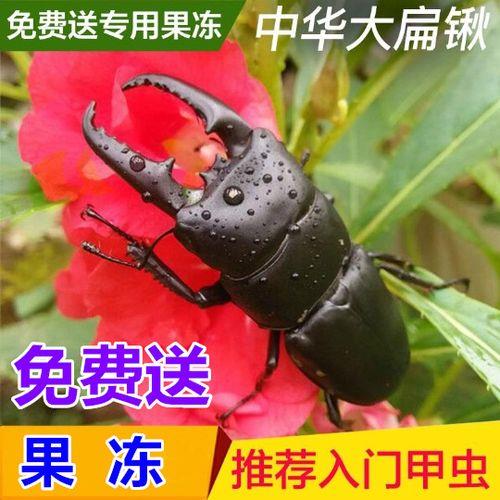 鱼食里面长了甲虫还能用吗