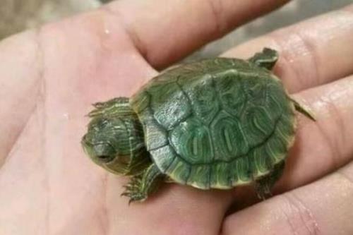 乌龟怎么养才能生小宝宝