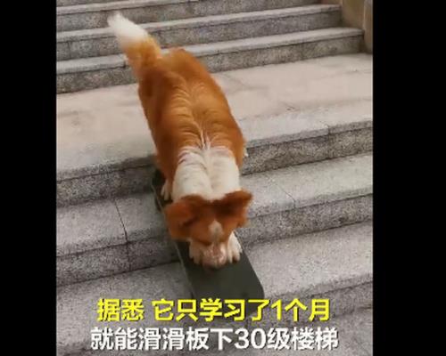 为什么狗狗突然不敢下楼梯了