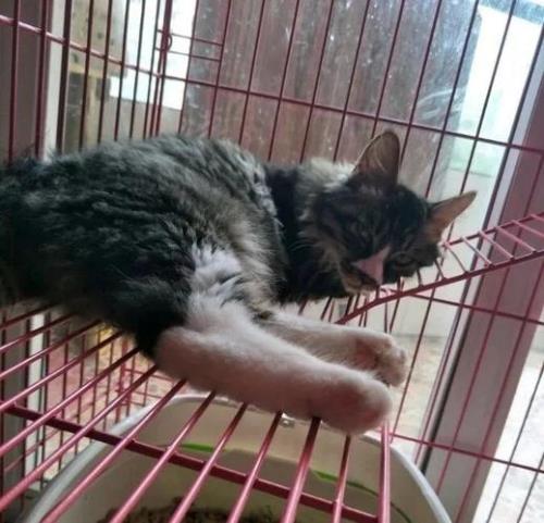 出差猫咪可以关笼子一周吗