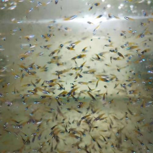 玛丽2-3厘米的鱼苗怎么喂食