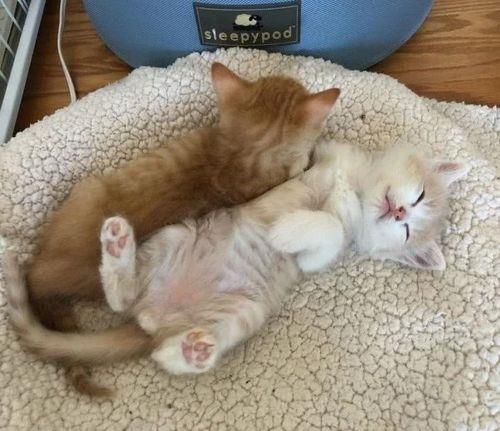 小猫每天抱多久