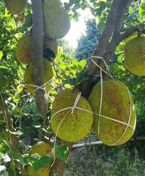 菠萝蜜夏天摘下可以放多久