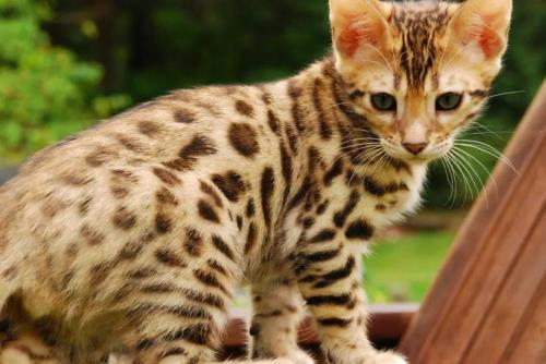 小猫多大可以在野外独立生存