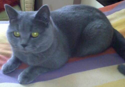 蓝猫多大适合生