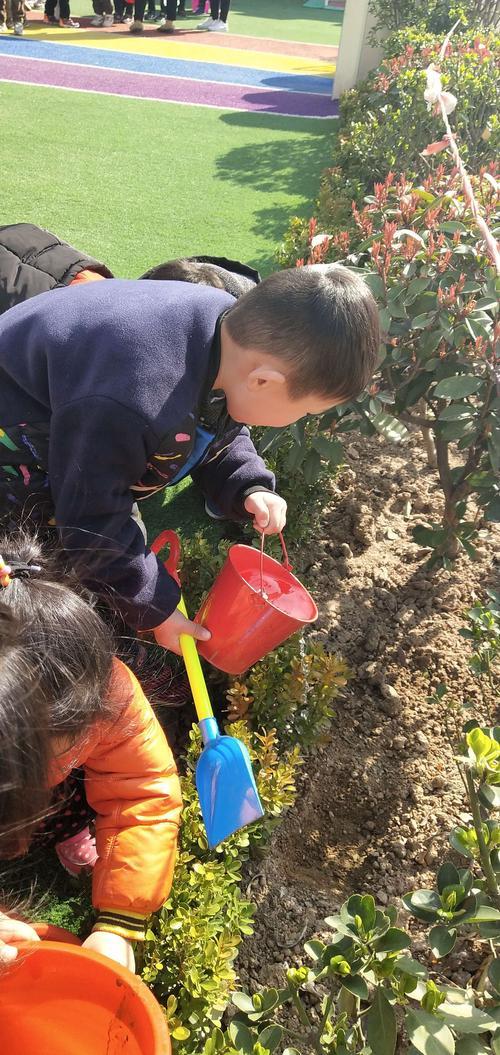 树苗出盗贼后还浇水吗