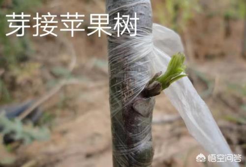 柿子树芽接多少天才能发芽