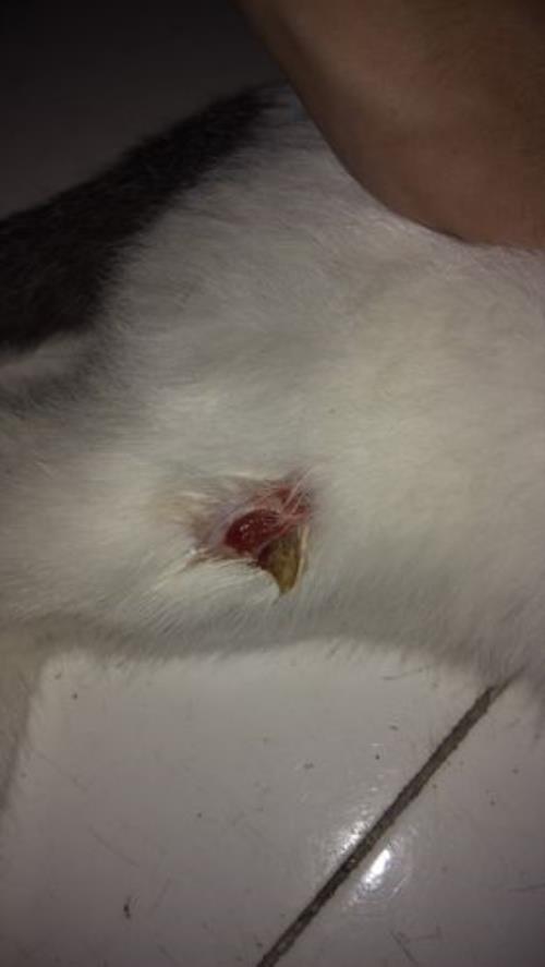 猫咪受伤一般多久恢复