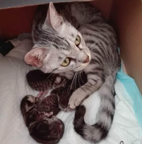 猫的繁殖时间