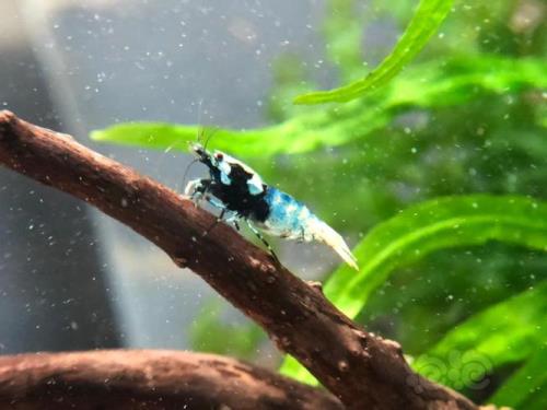虾缸中有幼虾怎么换水