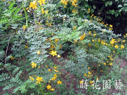 山莳是什么