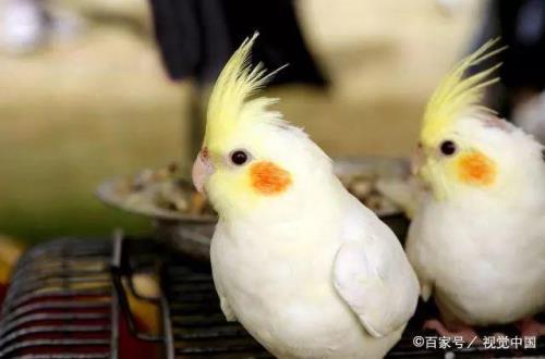 为什么玄凤一直张着嘴巴