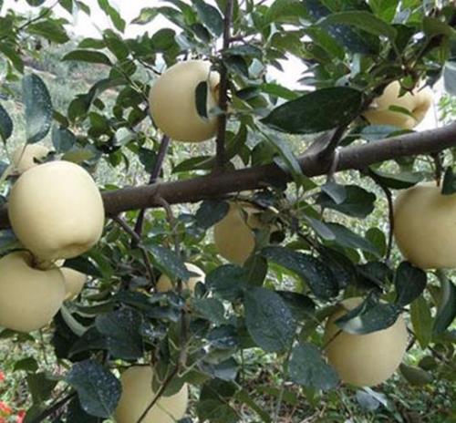 夏季移栽苹果怎样提高成活率高